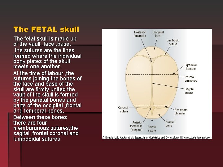 The FETAL skull The fetal skull is made up of the vault , face