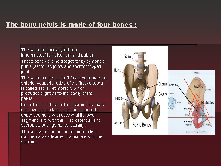  The bony pelvis is made of four bones : The sacrum , coccyx