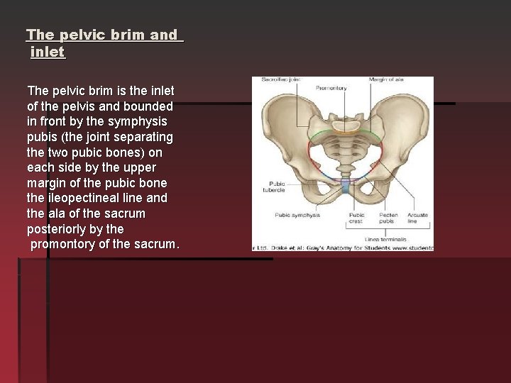 The pelvic brim and inlet The pelvic brim is the inlet of the pelvis