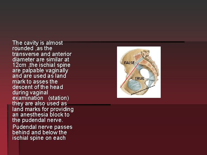 The cavity is almost rounded , as the transverse and anterior diameter are similar