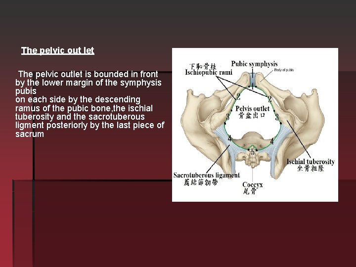 The pelvic out let The pelvic outlet is bounded in front by the lower