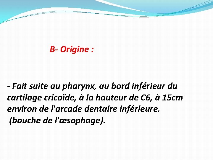 B- Origine : - Fait suite au pharynx, au bord inférieur du cartilage cricoïde, B- Origine : - Fait suite au pharynx, au bord inférieur du cartilage cricoïde,