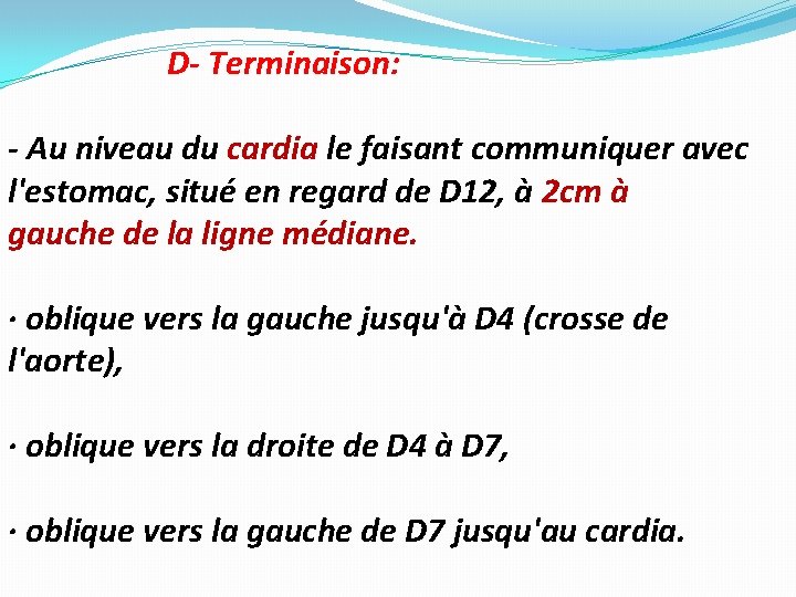 D- Terminaison: - Au niveau du cardia le faisant communiquer avec l'estomac, situé en