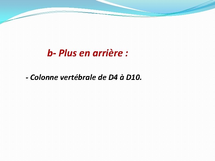 b- Plus en arrière : - Colonne vertébrale de D 4 à D 10.