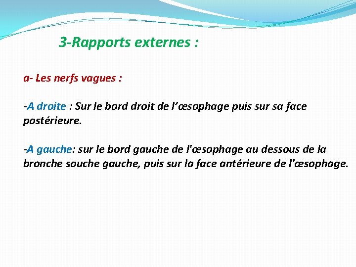 3 -Rapports externes : a- Les nerfs vagues : -A droite : Sur le