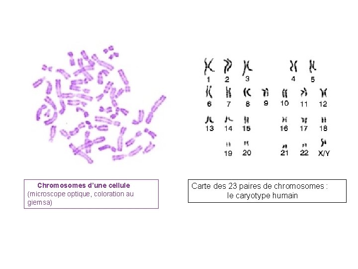 Chromosomes d’une cellule (microscope optique, coloration au giemsa) Carte des 23 paires de chromosomes