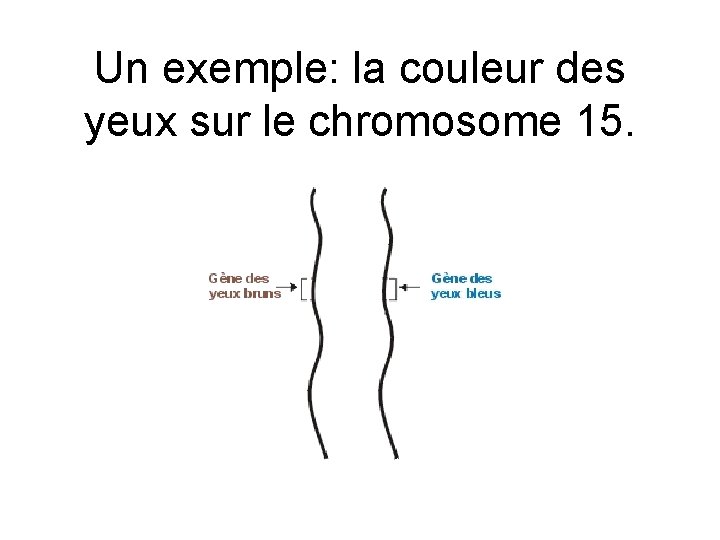 Un exemple: la couleur des yeux sur le chromosome 15. 