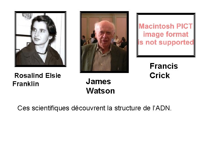 Rosalind Elsie Franklin James Watson Francis Crick Ces scientifiques découvrent la structure de l’ADN.