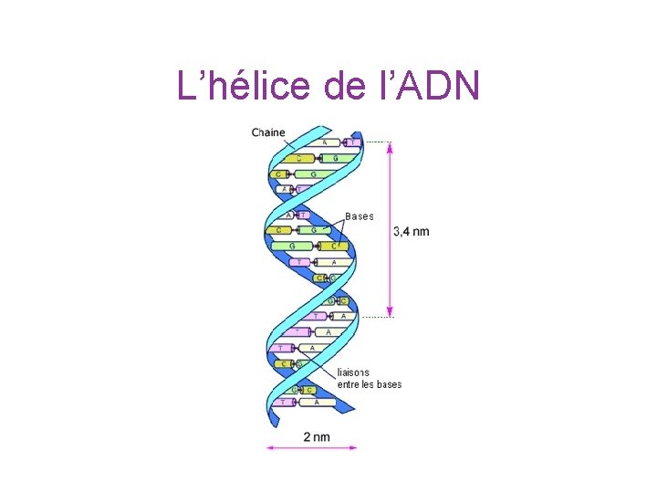 L’hélice de l’ADN 
