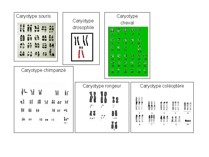 Caryotype souris Caryotype drosophile Caryotype cheval Caryotype chimpanzé Caryotype rongeur Caryotype coléoptère 