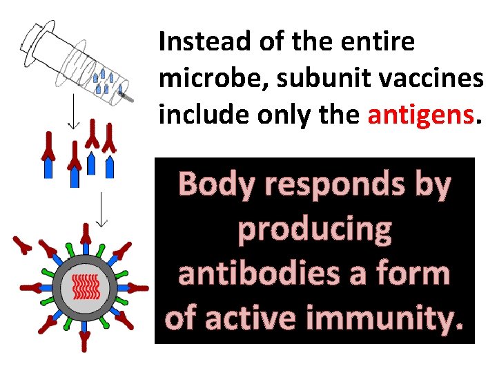 Instead of the entire microbe, subunit vaccines include only the antigens. Body responds by Instead of the entire microbe, subunit vaccines include only the antigens. Body responds by