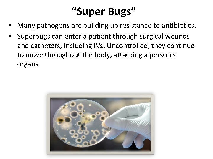“Super Bugs” • Many pathogens are building up resistance to antibiotics. • Superbugs can