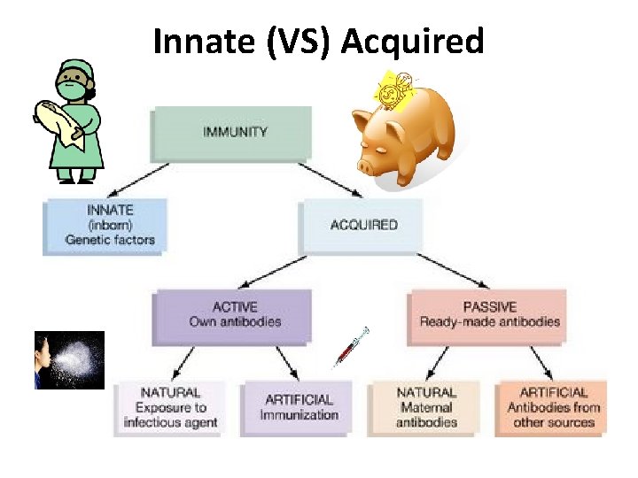 Innate (VS) Acquired 