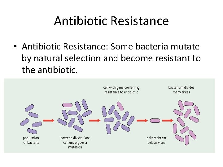 Antibiotic Resistance • Antibiotic Resistance: Some bacteria mutate by natural selection and become resistant