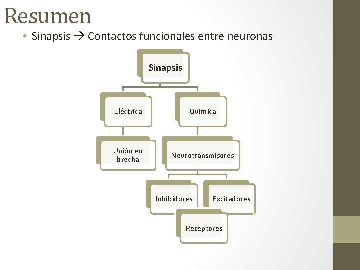 Transmisin Sinptica Capitulo 5 Resumen Sinapsis Contactos funcionales