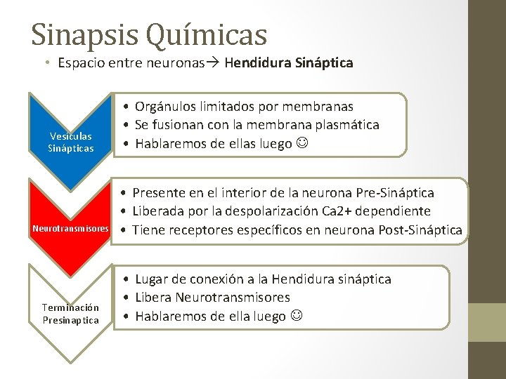 Transmisin Sinptica Capitulo 5 Resumen Sinapsis Contactos funcionales