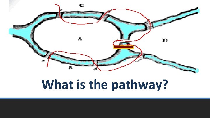 What is the pathway? 