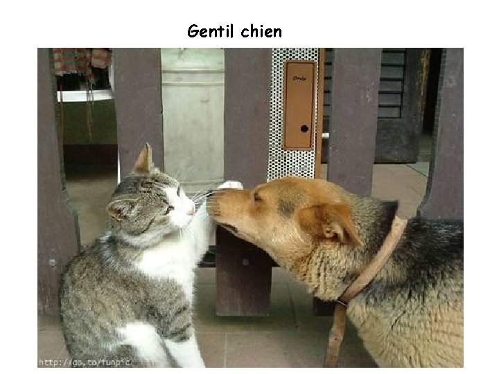 Gentil chien 