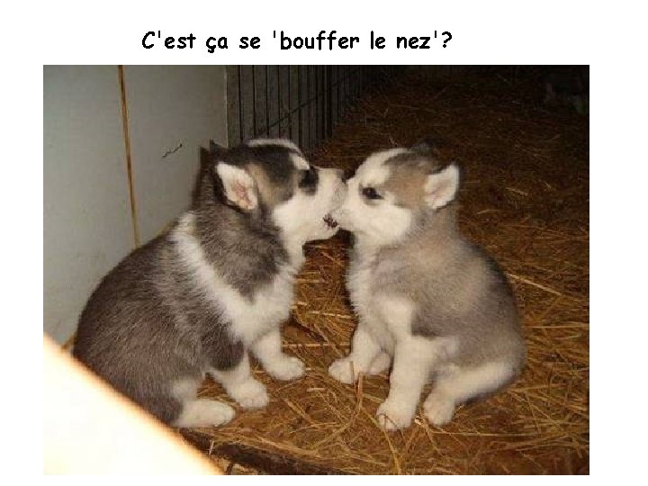 C'est ça se 'bouffer le nez'? 