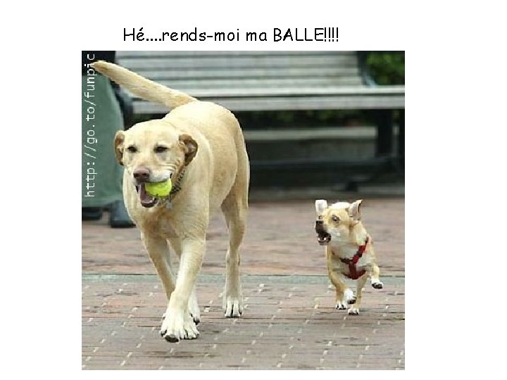 Hé. . rends-moi ma BALLE!!!! 