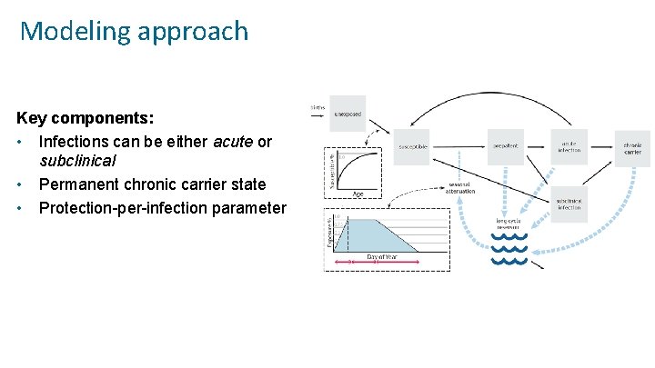 Modeling approach Key components: • Infections can be either acute or subclinical • Permanent