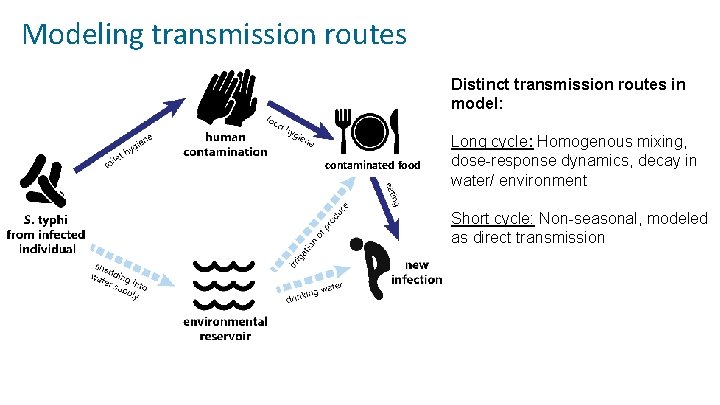 Modeling transmission routes Distinct transmission routes in model: contaminated food Long cycle: Homogenous mixing,
