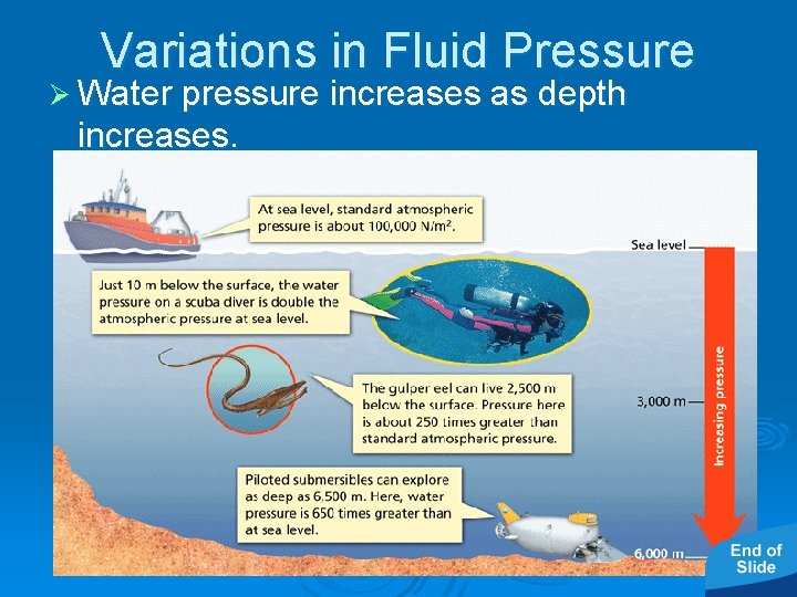 - Pressure Variations in Fluid Pressure Ø Water pressure increases as depth increases. 