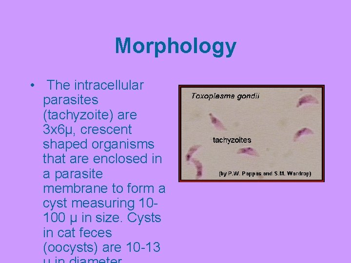 Morphology • The intracellular parasites (tachyzoite) are 3 x 6µ, crescent shaped organisms that
