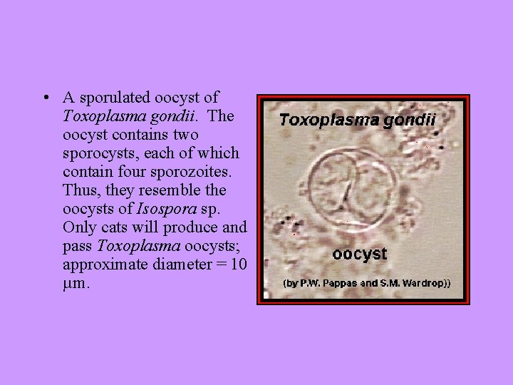  • A sporulated oocyst of Toxoplasma gondii. The oocyst contains two sporocysts, each