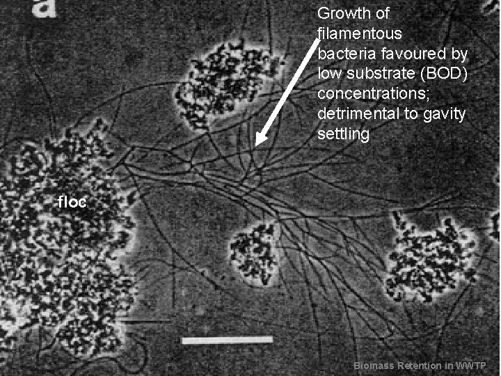 Growth of filamentous bacteria favoured by low substrate (BOD) concentrations; detrimental to gavity settling