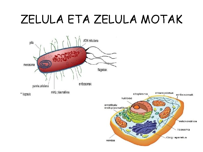 ZELULA ETA ZELULA MOTAK 