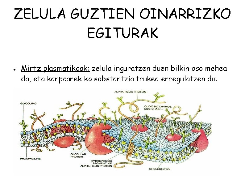 ZELULA GUZTIEN OINARRIZKO EGITURAK Mintz plasmatikoak: zelula inguratzen duen bilkin oso mehea da, eta