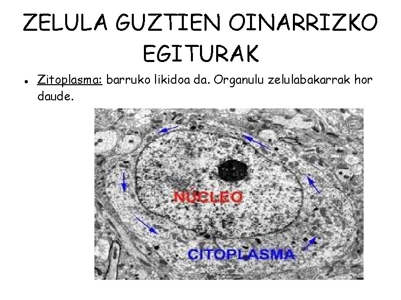 ZELULA GUZTIEN OINARRIZKO EGITURAK Zitoplasma: barruko likidoa da. Organulu zelulabakarrak hor daude. 