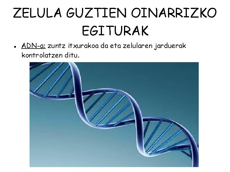 ZELULA GUZTIEN OINARRIZKO EGITURAK ADN-a: zuntz itxurakoa da eta zelularen jarduerak kontrolatzen ditu. 