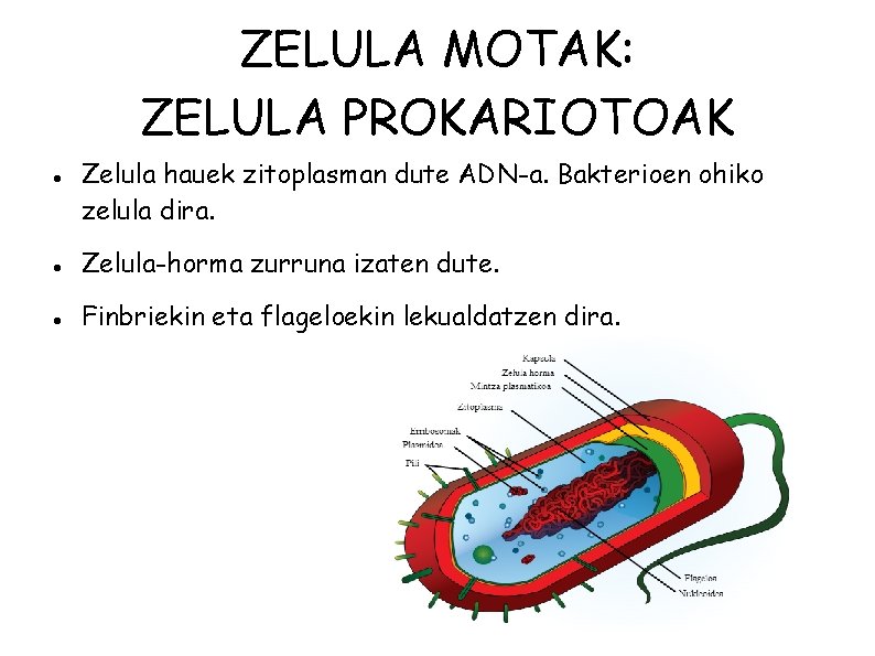 ZELULA MOTAK: ZELULA PROKARIOTOAK Zelula hauek zitoplasman dute ADN-a. Bakterioen ohiko zelula dira. Zelula-horma