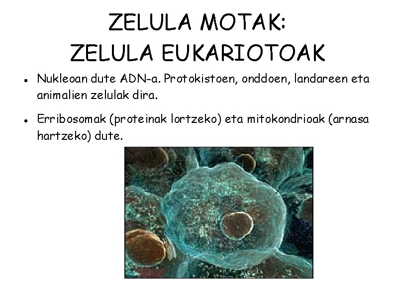 ZELULA MOTAK: ZELULA EUKARIOTOAK Nukleoan dute ADN-a. Protokistoen, onddoen, landareen eta animalien zelulak dira.