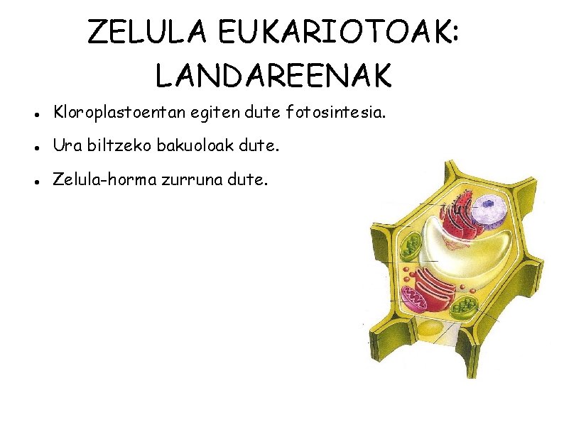 ZELULA EUKARIOTOAK: LANDAREENAK Kloroplastoentan egiten dute fotosintesia. Ura biltzeko bakuoloak dute. Zelula-horma zurruna dute.
