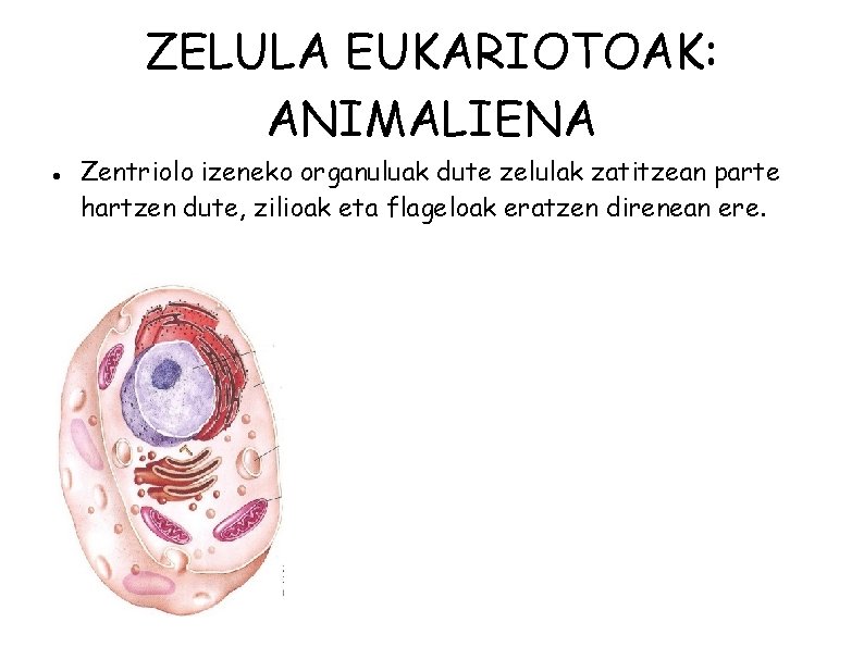 ZELULA EUKARIOTOAK: ANIMALIENA Zentriolo izeneko organuluak dute zelulak zatitzean parte hartzen dute, zilioak eta