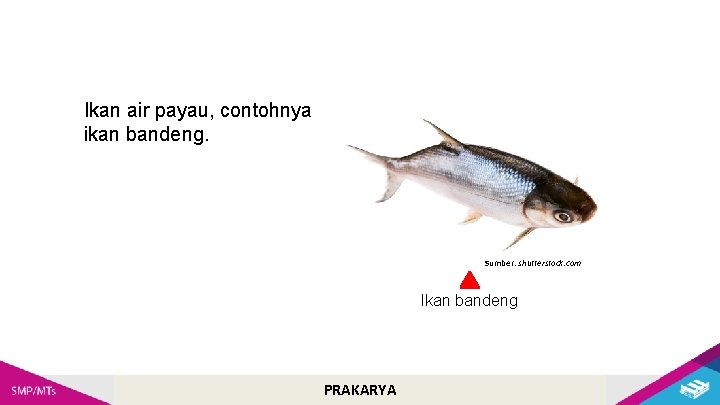 Ikan air payau, contohnya ikan bandeng. Sumber: shutterstock. com Ikan bandeng PRAKARYA 
