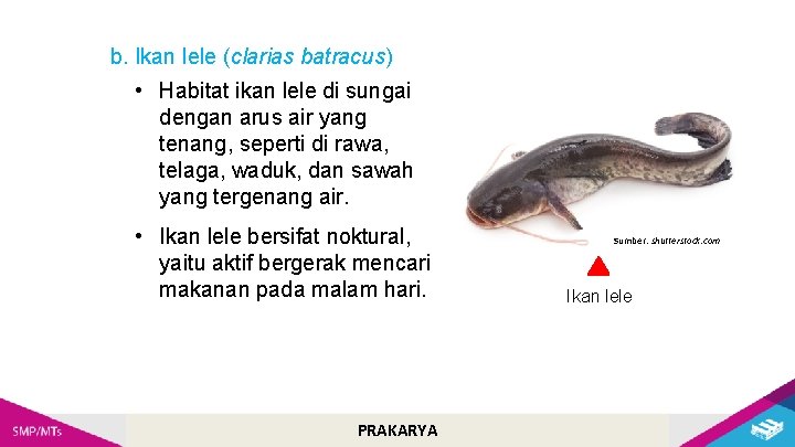 b. Ikan lele (clarias batracus) • Habitat ikan lele di sungai dengan arus air