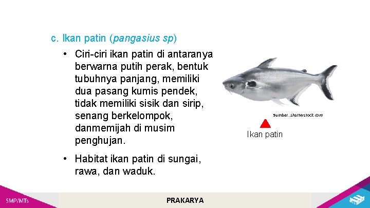c. Ikan patin (pangasius sp) • Ciri-ciri ikan patin di antaranya berwarna putih perak,