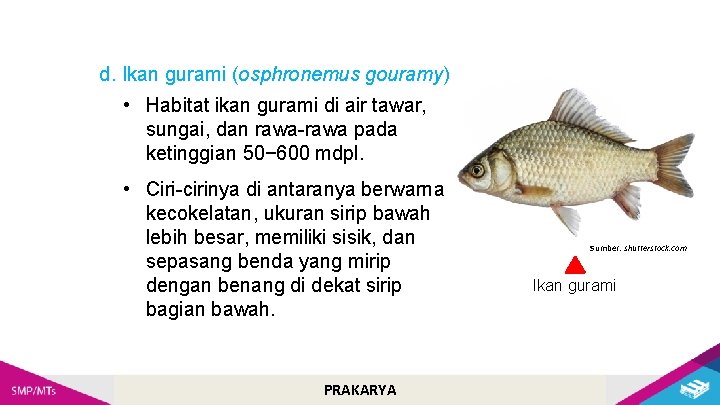 d. Ikan gurami (osphronemus gouramy) • Habitat ikan gurami di air tawar, sungai, dan