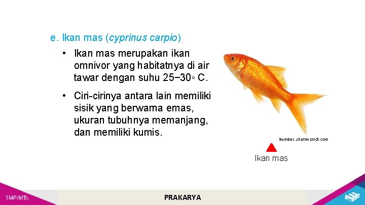 e. Ikan mas (cyprinus carpio) • Ikan mas merupakan ikan omnivor yang habitatnya di