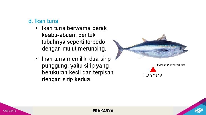 d. Ikan tuna • Ikan tuna berwarna perak keabu-abuan, bentuk tubuhnya seperti torpedo dengan