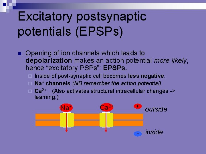 Excitatory postsynaptic potentials (EPSPs) Opening of ion channels which leads to depolarization makes an