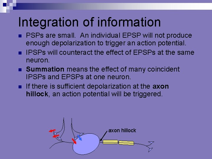 Integration of information n n PSPs are small. An individual EPSP will not produce