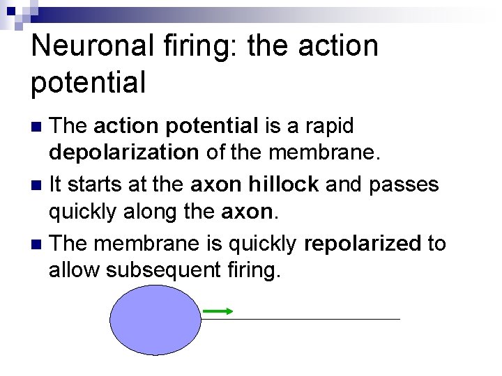 Neuronal firing: the action potential The action potential is a rapid depolarization of the
