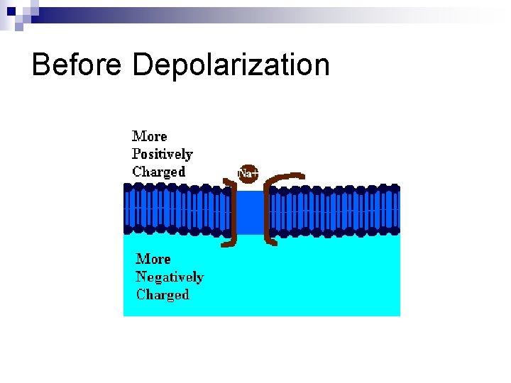 Before Depolarization 