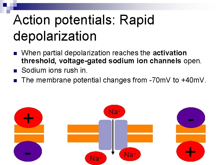 Action potentials: Rapid depolarization n When partial depolarization reaches the activation threshold, voltage-gated sodium