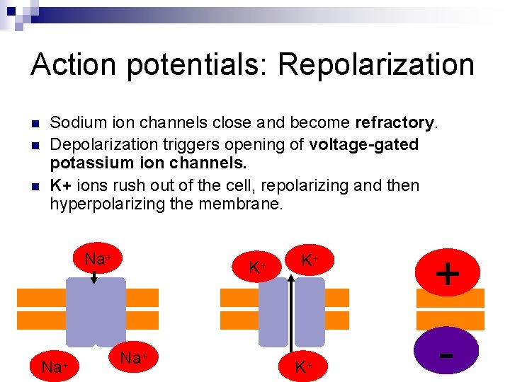 Action potentials: Repolarization n Sodium ion channels close and become refractory. Depolarization triggers opening